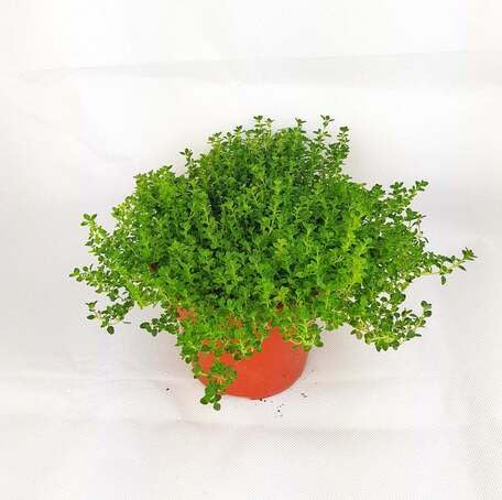 Green Thyme Plants for cooks growing their own fresh herbs