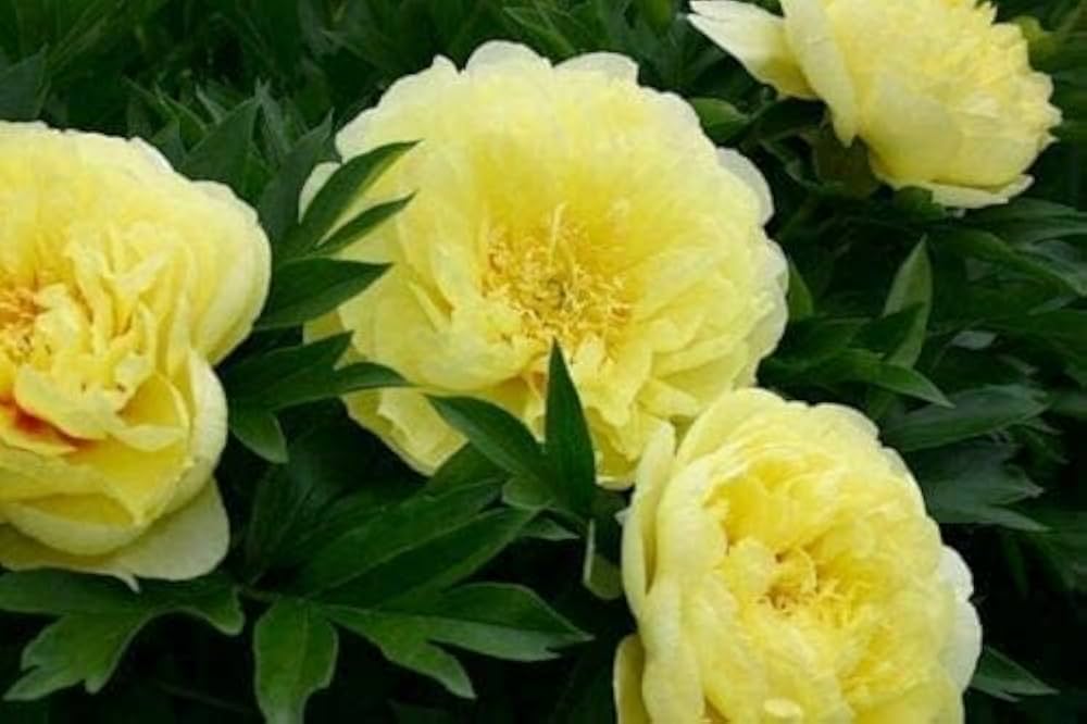 Peony Paeonia officinalis for planting in flower bed