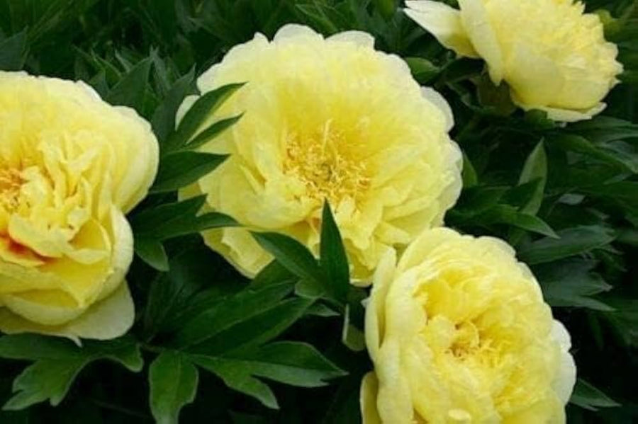 Peony Paeonia officinalis for planting in flower bed