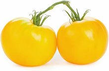 Goliath Sunny Tomato Seeds (Solanum lycopersicum) for productive rows in the large, juicy yellow tomatoes in kitchen gardens
