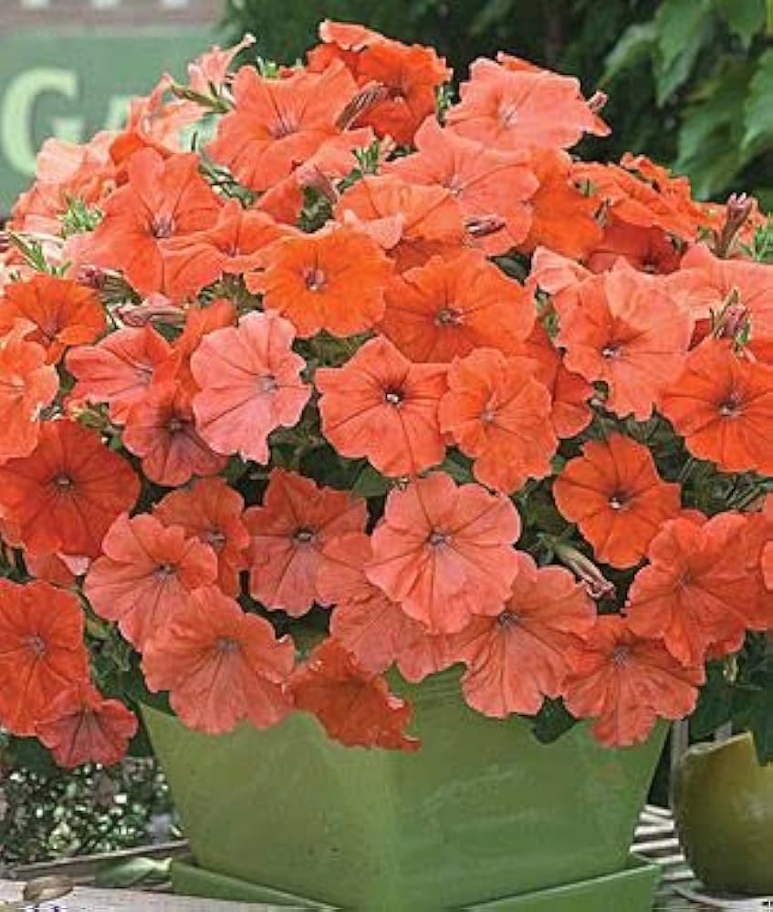Petunia Flower ��������� Petunia spp. ��������� for planting in orange garden