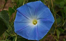 Annual Seeds for fast cover along a fence or wall