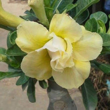 Adenium Obsum Desert Rose Triple Jaune Fragrant Regen Seeds for reliable seasonal color