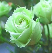 Rose Seeds (Rosa hybrida) for growers filling out the Holland Rainbow Variety in Backyard Garden