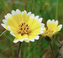 Tidy Tips Seeds (Layia platyglossa) for colorful blooms in the Flower Native Garden