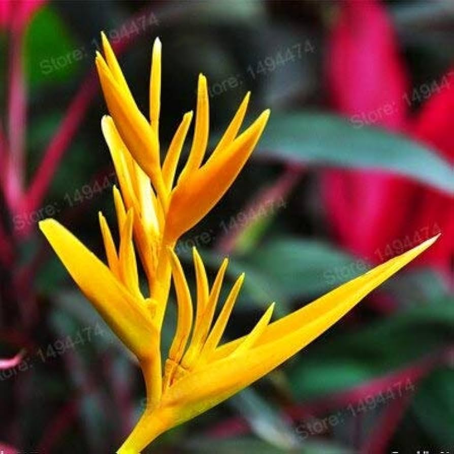 Light Yellow Strelitzia reginae (Bird of Paradise) for bonsai and garden use