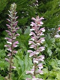 ACANTHUS MOLLIS Seeds (Acanthus mollis) for growers filling out the Flower Bed
