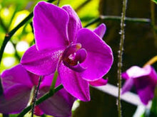 Mini Orchid Orchidaceae Seeds for growers seeking a long-blooming display