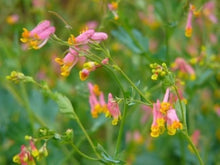 Plant Seeds (Corydalis sempervirens) for growers seeking a long-blooming display