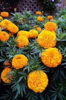 Marigold Seeds for a lasting display in the Tagetes bed vegetable garden