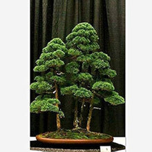 Wacholder Bonsai Tree Seeds for long-term planting in the home garden flower bed
