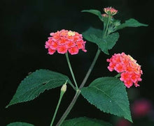 Lantana Camara Seeds (Lantana spp.) for colorful blooms in the Flower Bed & Urban Garden