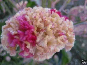 Kurume Rose Cockscomb Celosia Flower Seeds â€“ Vibrant Curled Blooms for Summer Gardens