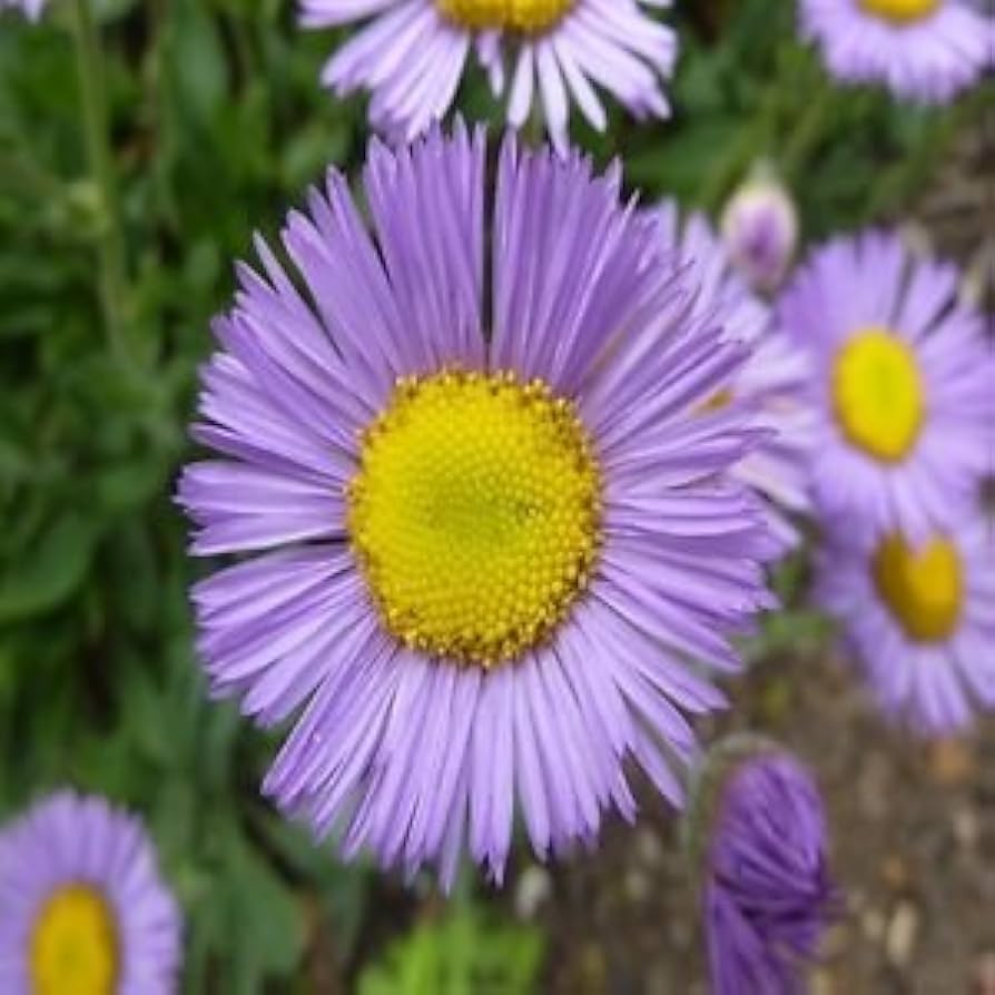 Erigeron Rosa Jewel (Erigeron speciosus) flower seeds for garden planting