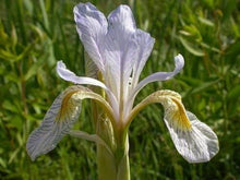 Blue Iris Seeds (Iris missourensis) for growers filling out the ornamental flower beds and borders
