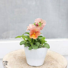 Inspire Peach Shades Seeds for a homegrown harvest from the Soft, Warm Garden Blooms