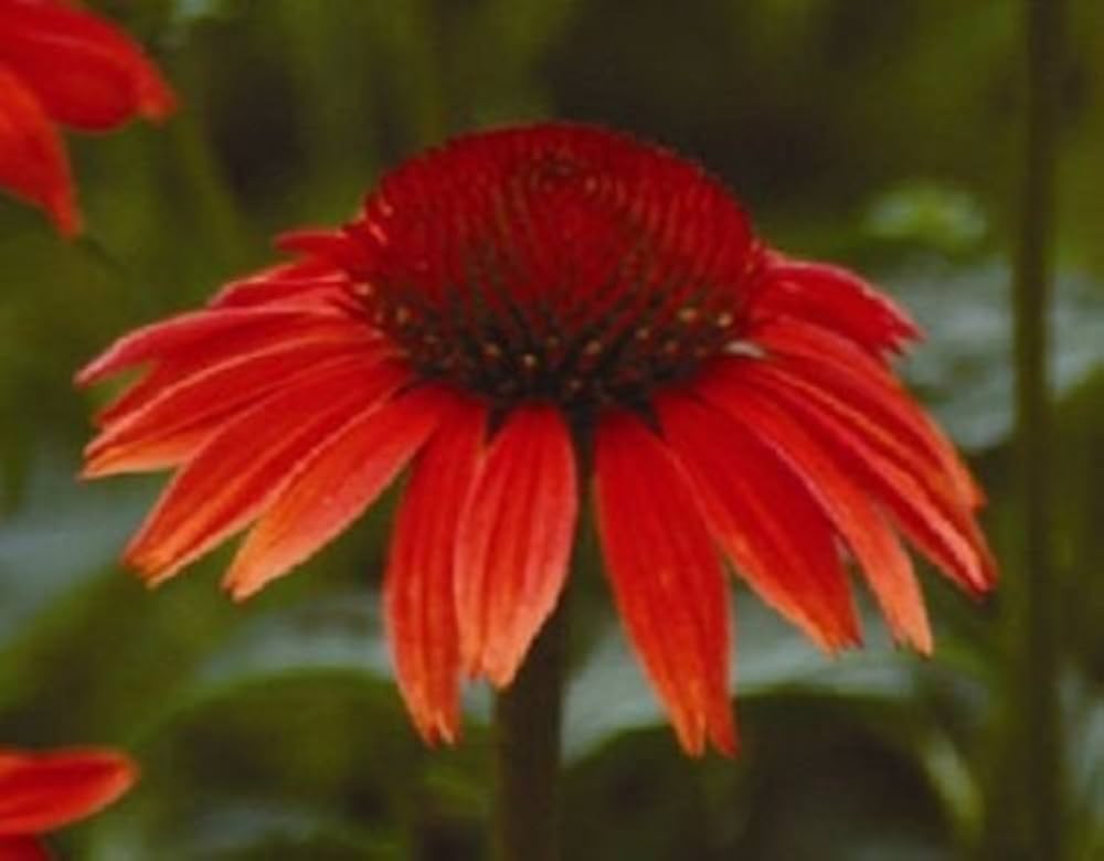 Ruby Red Echinacea Flower Seeds â€“ Long-Lived Coneflower Perennial