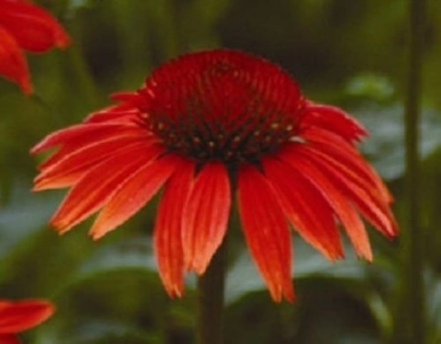 Ruby Red Echinacea Flower Seeds â€“ Long-Lived Coneflower Perennial