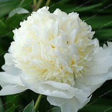 Peony Paeonia Lactiflora Green Seeds for seasonal color across the Home Garden Unique Displays