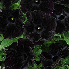 Petunia Bonsai Balcony Garden Seeds for a lasting addition to the landscape