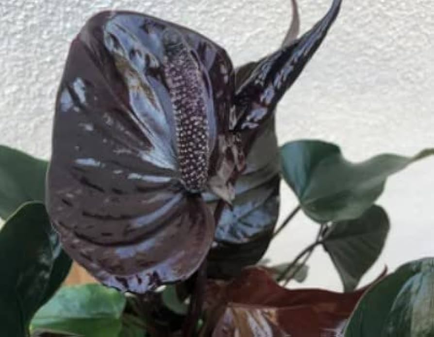 Black Anthurium (Anthurium andraeanum) for indoor garden plants