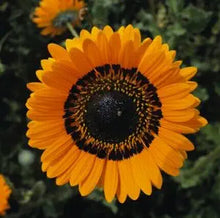 Orange Prince Venidium Seeds prized for vibrant Orange Flowers
