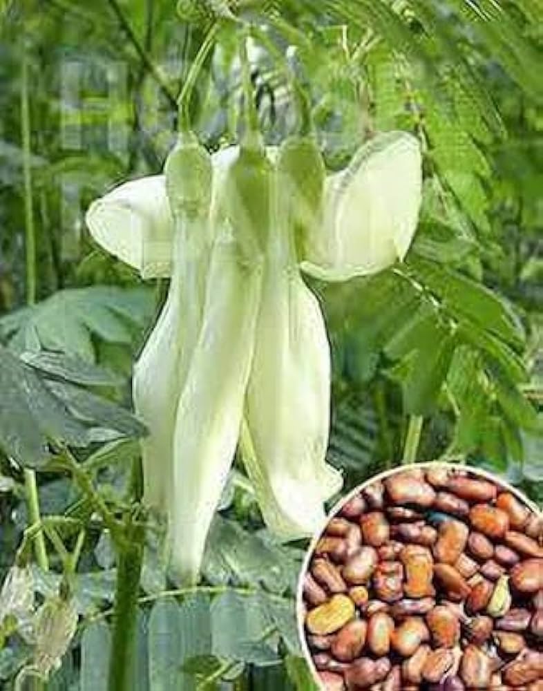 Heron Flower for planting