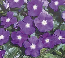 Vinca Sunsplash Blue Seeds known for stunning Blue Flowers
