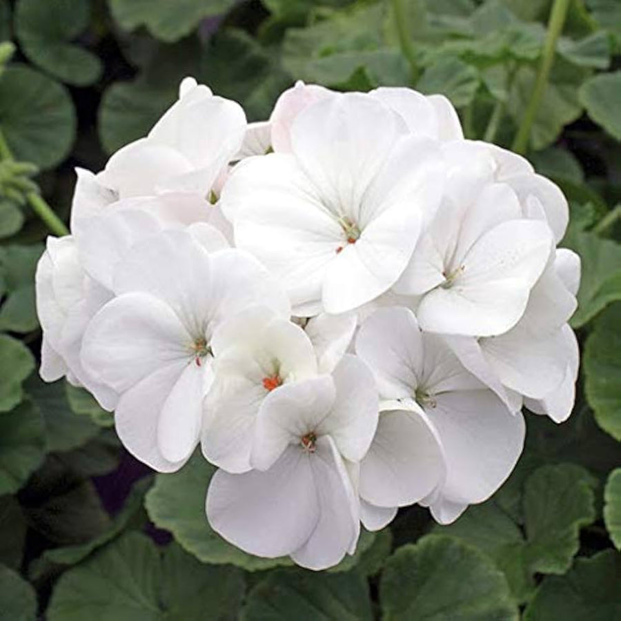 Geranium Pelargonium hortorum Saturn Salmon Glow flower seeds for planting in decorative garden containers - for planting in home garden