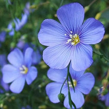 Organic Blue Flax Seeds for a bright addition to the Garden