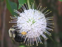 Knopf Bush Seeds for a lasting display in the home garden flower bed