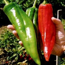 Big Seeds (Jim pepper) for a reliable harvest in the home garden or large pots