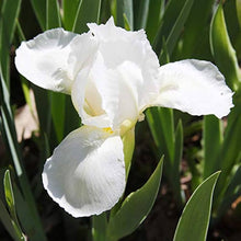 Iris Iris Siberica White Seeds for a bright addition to the Moist Garden Naturalistic Landscaping