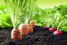Tendersweet Carrot Seeds (Daucus carota) for growers stocking a kitchen garden