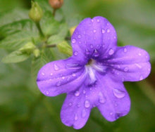 Heirloom Browallia Bush Violet Amethyst Sapphire Seeds for colorful blooms in the Gardens & Landscapes
