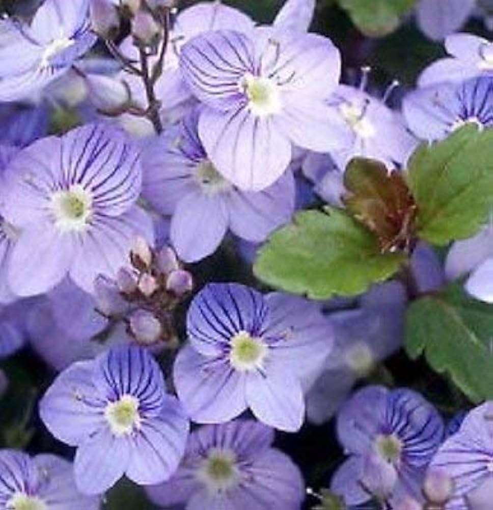 Blue Speedwell Flower Seeds