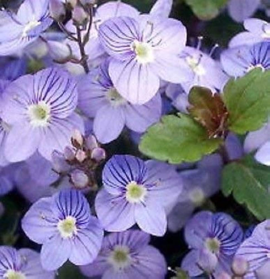Blue Speedwell Flower Seeds