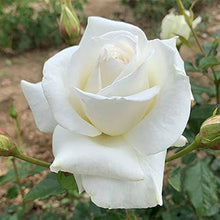 Rose Seeds for seasonal color across the Timeless Garden Elegance