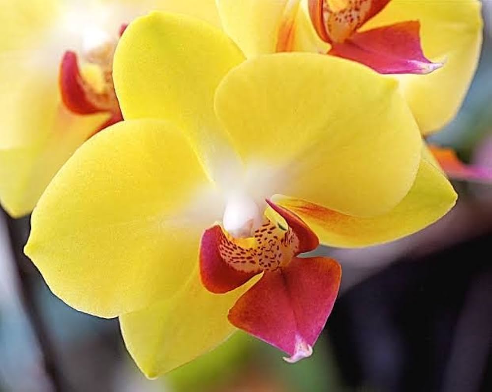 Hydroponic Phalaenopsis Orchid Plant - for planting in home garden