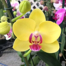 Hydroponic Phalaenopsis Orchid Plant Seeds for gardeners building out beds and borders