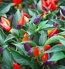 Kirsch Pepper Capsicum Seeds for growers stocking the Urban Garden