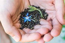 Borago (Borage) flower seeds for bonsai and garden planting