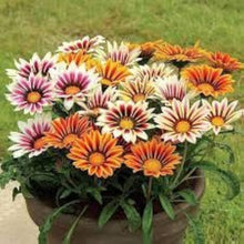 Gazania Seeds prized for pink Gardening