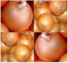 Golden Onion Dorata Di Parma Seeds for productive rows in the Flower Bed