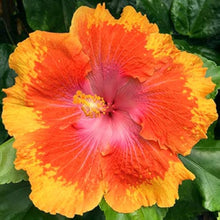 Hibiscus Moscheutos Rare Giant Orange Yellow Seeds for sweet homegrown fruit in the Large Garden Borders