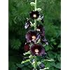Black Nigra Hollyhock Perennial Flower - for planting in home garden