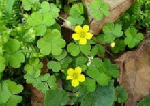 New Four-Leaf Clover Seeds, Garden Plants, Bonsai Seeds, Variety, Intermediate, Perennial Flower Seeds, Evergreen Leaves  Ornamental Garden Plant for Home Gardening