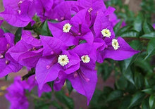 Bougainvillea Spectabilis Seeds known for light Purple Gardening