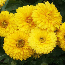 Calendula Golden Emperor Seeds for a bright addition to the Cottage Garden Flower Beds