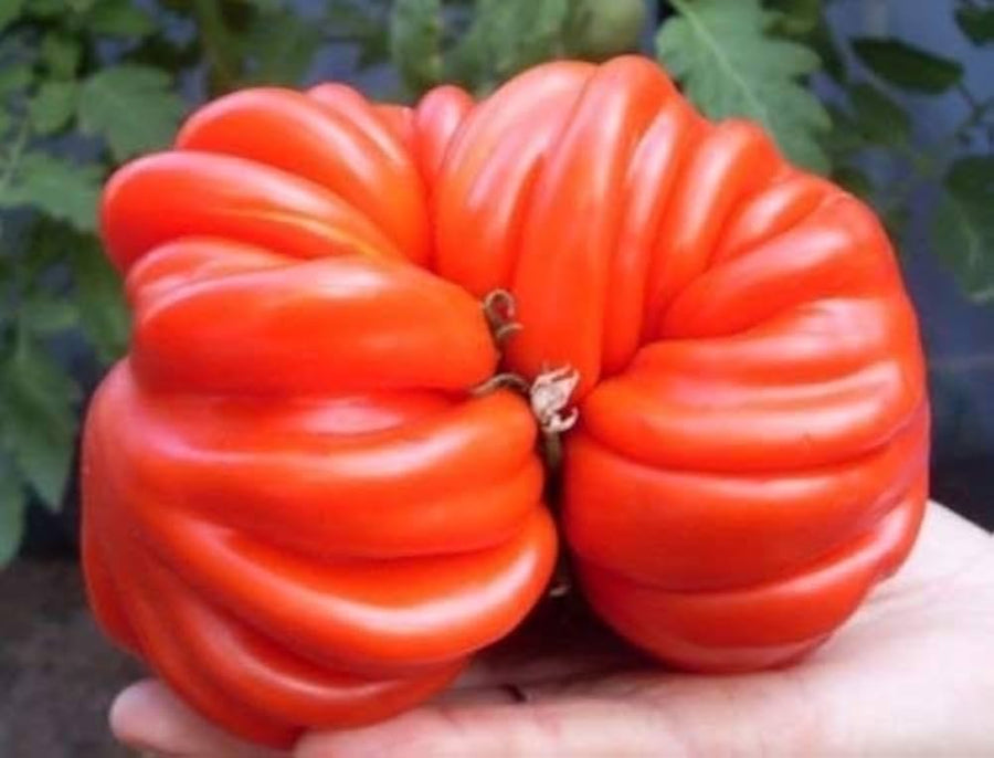 Mennonite Tomato Vegetable Seeds